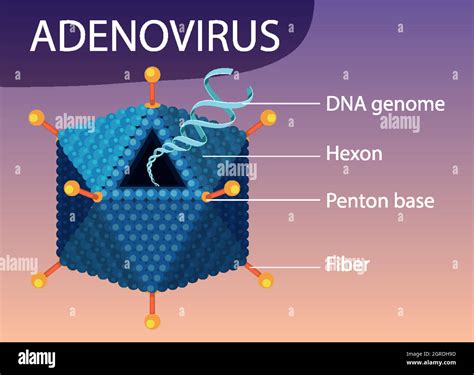 Adenovirus Structure Diagram On Virus Icon Background Stock Vector