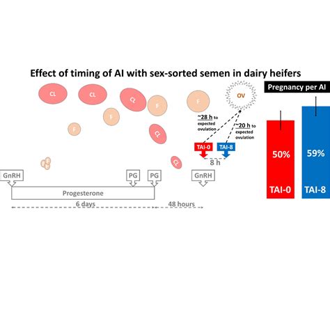 Effect Of Delayed Timing Of Artificial Insemination With Sex Sorted Semen On Pregnancy Per