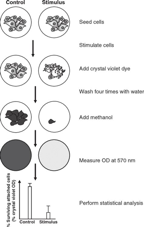 Crystal Violet Assay For Determining Viability Of Cultured Cells