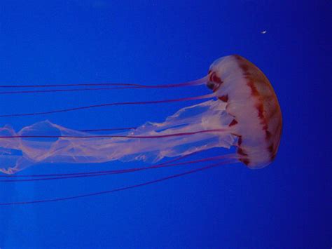 Purple Striped Jelly Chrysaora Colorata Media Library Integration And Application Network
