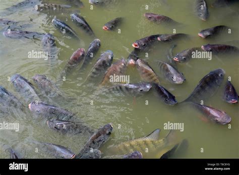 Tilapia Fish In Farm Stock Photo Alamy