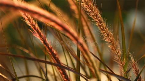 Beautiful Grass Ear Spikes At The Sunset Stock Photo Image Of Zenlike