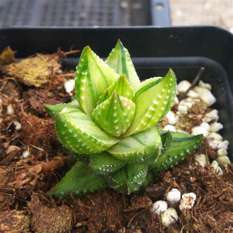 Haworthia Coarctata Haw Variegated Real Live Succulent Cactus Plant
