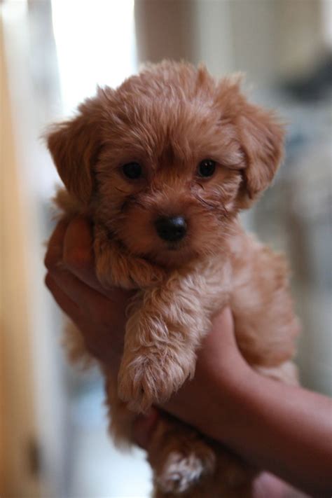 The yorkie poo is a fun and playful dog. Yorkie Poo - Puppies, Rescue, Pictures, Information ...