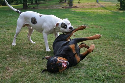 Nom American Bulldog Rottweiler Fight A Photo On Flickriver