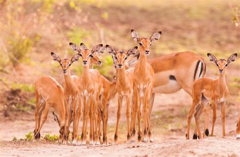 Facts About Impalas Live Science