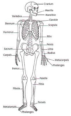 Click the button below to get instant access to these worksheets for use in the classroom or at a home. BRITTANY'S ANATOMY BLOG!!!: Basic skeletal worksheet