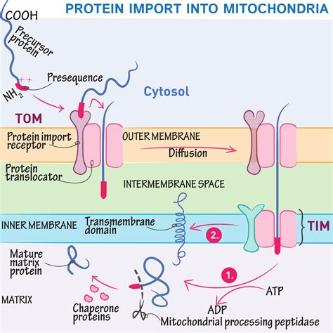 Cell Biology Glossary Protein Import Into Mitochondria Draw It To