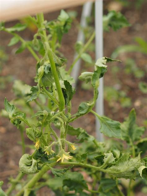Tomato foliage, stem & root problems disease prevention this guide lists the most common foliar problems of tomatoes (for problems on fruit, see our visual guide: Tomato Plant Wilt Diseases | Cromalinsupport