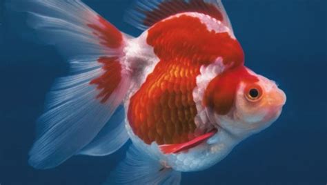 Pearlscale Goldfish Care Guide 101 Size Diet And All 2024