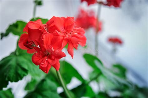 Delicate Red Geranium Flowers Flowering Indoor Plants Close Up Stock