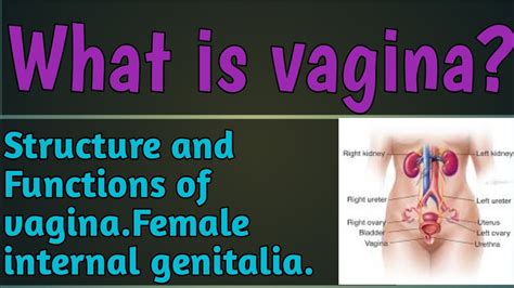 What Is Vagina Structure And Functions Of Vagina YouTube