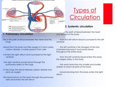 Three Types Of Circulation
