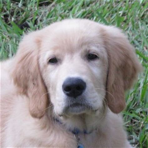 Smart, loving, loyal and loves children and other animals. Golden Retriever Rescue of Mid-Florida