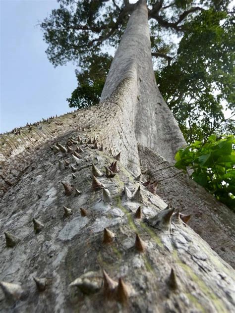 Equatorial Guinea Ceiba Trees Travel2unlimited