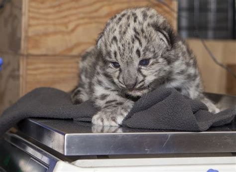 First Photos Of Snow Leopard Cubs At Assiniboine Park Zoo Zooborns