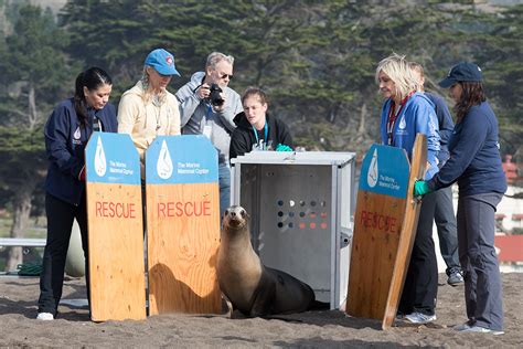 Marine Mammal Center Releases Rescued Sea Lion “tchotchke” 630 Mammals
