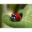 Free Picture Ladybug