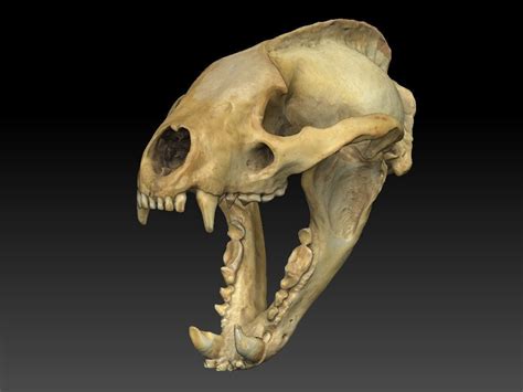 Badger Skull With Open Jaw Nature 3d Cgtrader