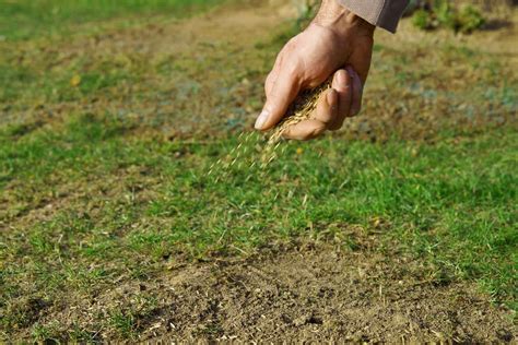 How To Spread Grass Seed Evenly By Hand Without A Spreader