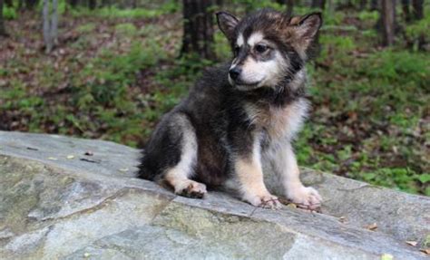 Check spelling or type a new query. Tamaskan Puppy for Sale - Adoption, Rescue for Sale in Salisbury, North Carolina Classified ...