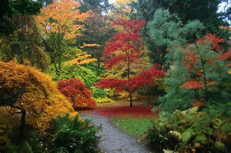 Japanese maples are a great addition to the landscape and nearly all the yards you look at have one or more included in the garden beds. Japanese maple garden | Japanese maple garden, Landscape ...