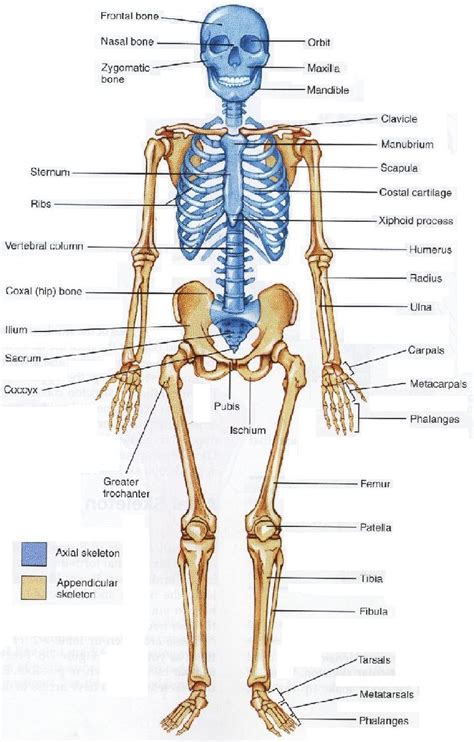 Skeletal System Drawing At Getdrawings Free Download