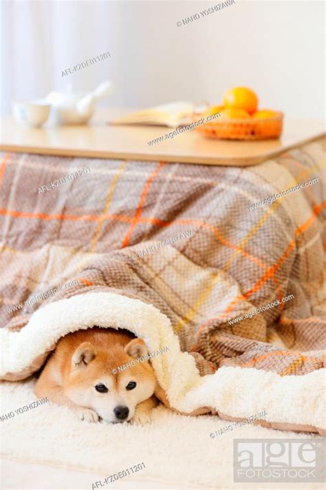 Shiba Inu Dog Under Kotatsu Table Stock Photo Picture And Rights