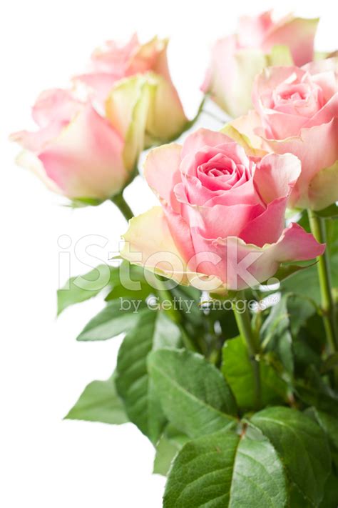 Delicate Soft Pink Roses With Green Leaves On White Background Stock