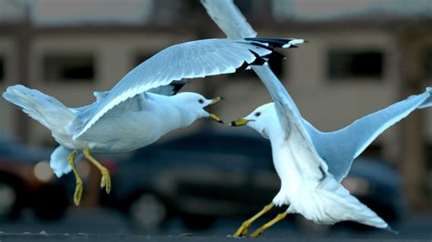 Birds Fighting Over Food In 4k Slow Motion Youtube