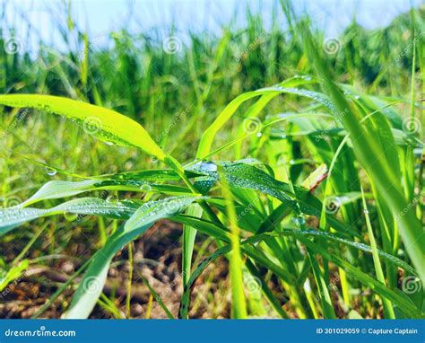 Dew-Kissed Serenity Embracing the Morning Greenery Stock Image - Image