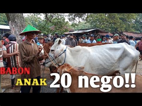 Sapi Babon Indukan Di Pasar Kliwon Wirosari Banting Harga Youtube