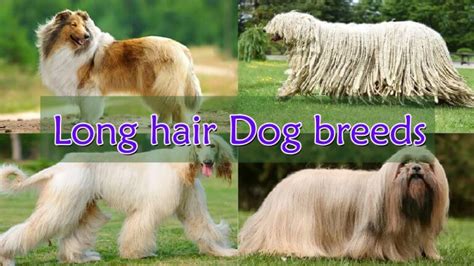Top 10 Long Haired Dog Breeds In The World 2019