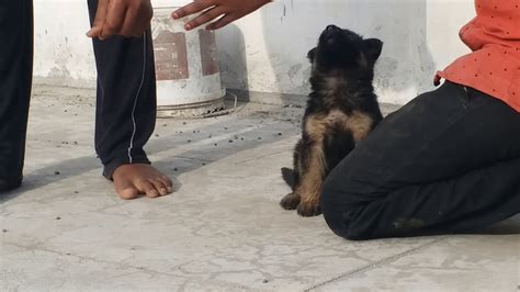 German Shepherd Puppies For Sale In Tirupur Youtube