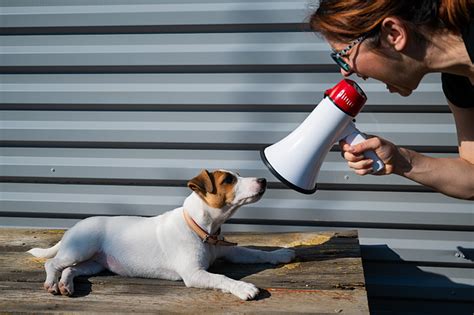 10 Dog Training Tips For First Time Pet Owners