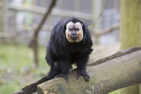 White Faced Saki • Fun Facts And Information For Kids