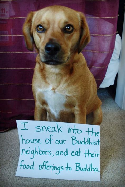 15 Of The Funniest Dog Shame Pictures Ever Video Watercooler Topics