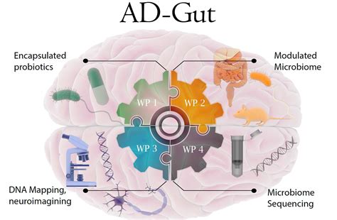 Periodic Reporting For Period 1 Ad Gut Alzheimer Disease Gut