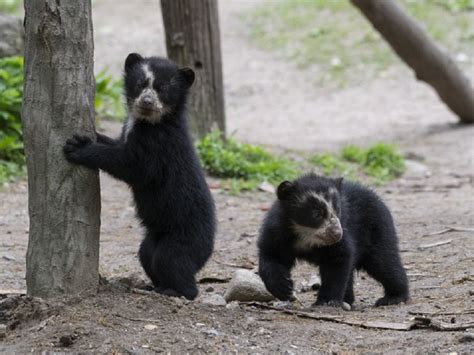 Spectacled Bear Facts Learn About The Spectacled Bear