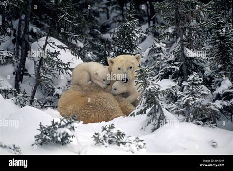 Polar Bear Mother And Cubs Cuddling Together In Forest Churchill Canada