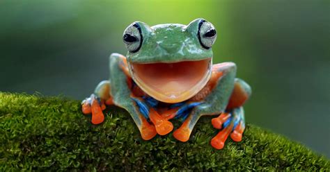 40 Hilarious Kid Friendly Frog Jokes And Puns Scary Mommy