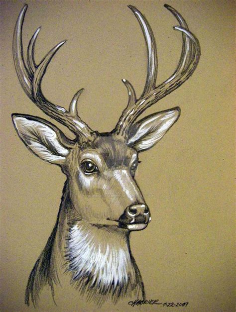 Mule Deer Sketch By Houseofchabrier On Deviantart