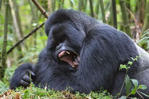 A Picture Of A Silverback Gorilla The Silverback Mountain Gorilla By