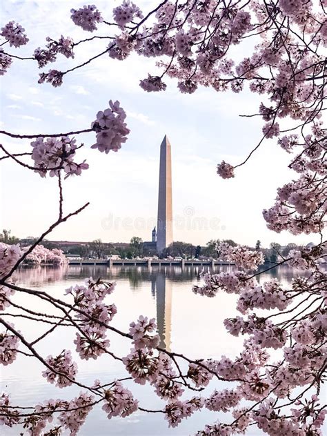 Cherry Blossom In Washington Dc Tidal Basin With Washington Monument