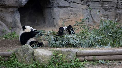 Panda Updates Friday April 20 Zoo Atlanta