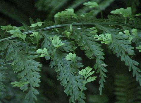 Asplenium bulbiferum (Hen and Chicken Fern) | Flickr - Photo Sharing!