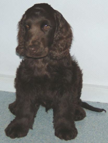 All puppies are socialized around children and other pets on a daily basis. Valley View Spoodle Breeders - Cocker Spaniel Pictures