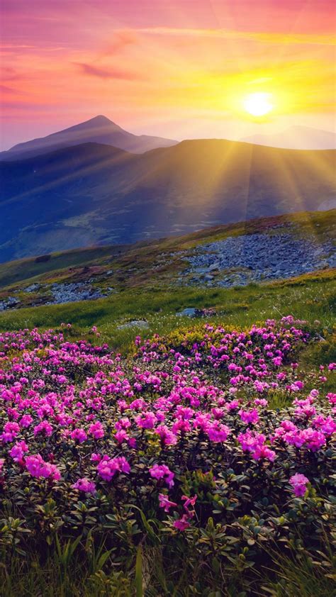 Magic Pink Rhododendron Flowers On Summer Mountain Carpathian
