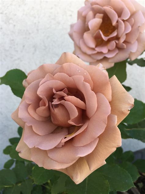 Bought My First Rose This Week These Koko Loko Roses Are An Amazing