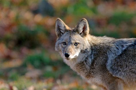 Fatal Canada Coyote Attack Blamed On Unusual Diets For Coyotes In